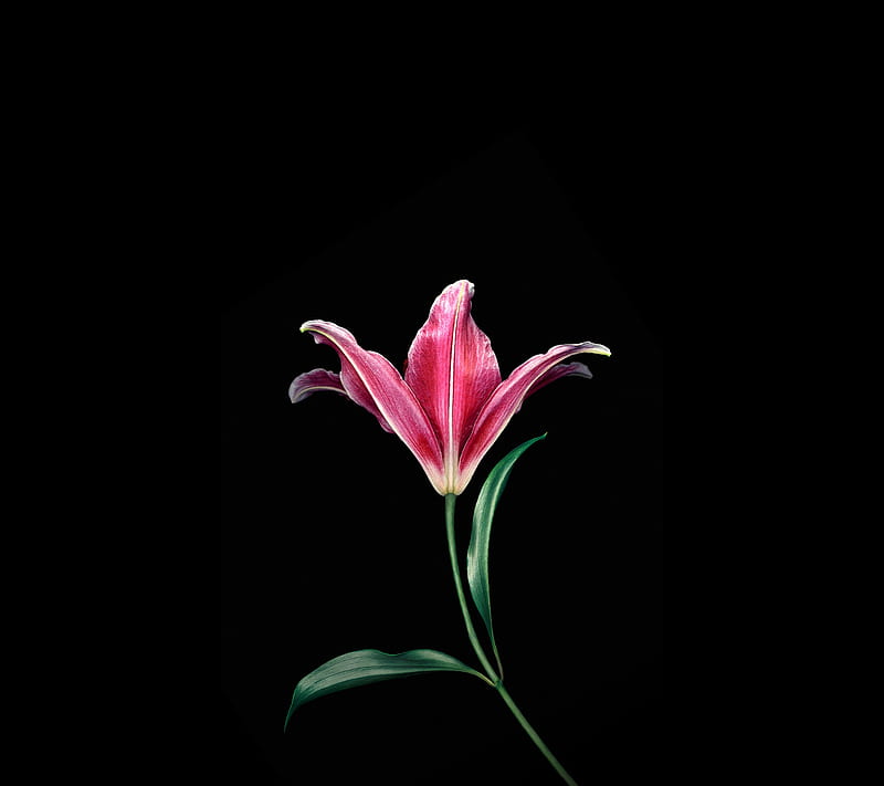Flower, beauty mi max, pink, stock, HD wallpaper
