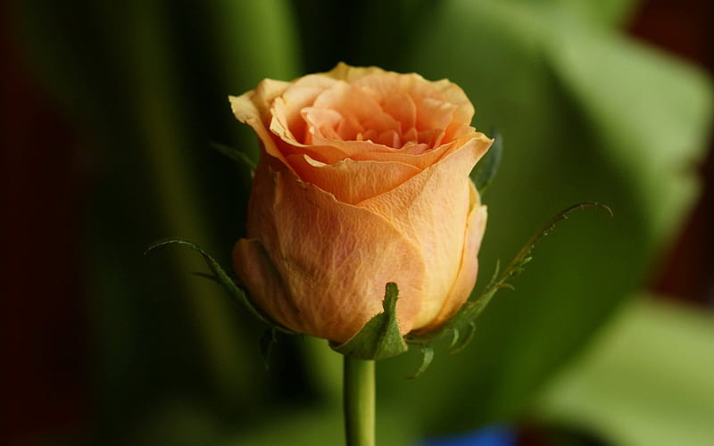 Rose Bud, flower, wet, rose, leaf, HD wallpaper