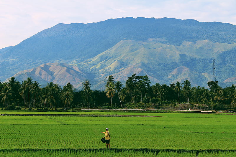 person farming on rice field, HD wallpaper
