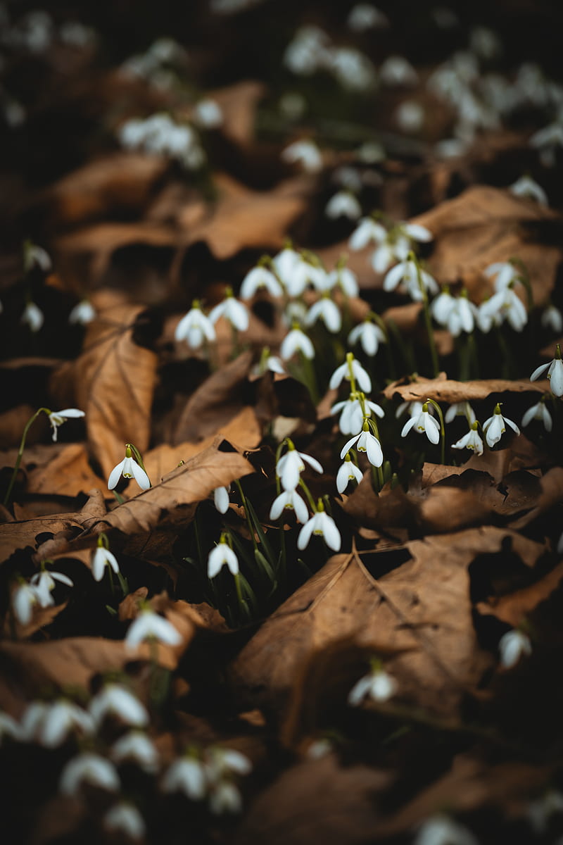 snowdrops, white, flowers, leaves, spring, HD phone wallpaper