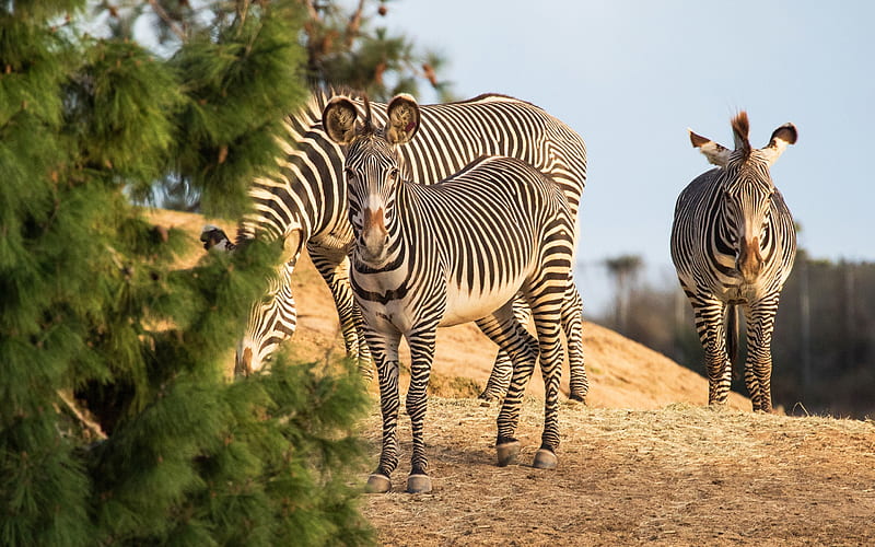 Zebras, wildlife, savannah, Africa, Hippotigris, HD wallpaper