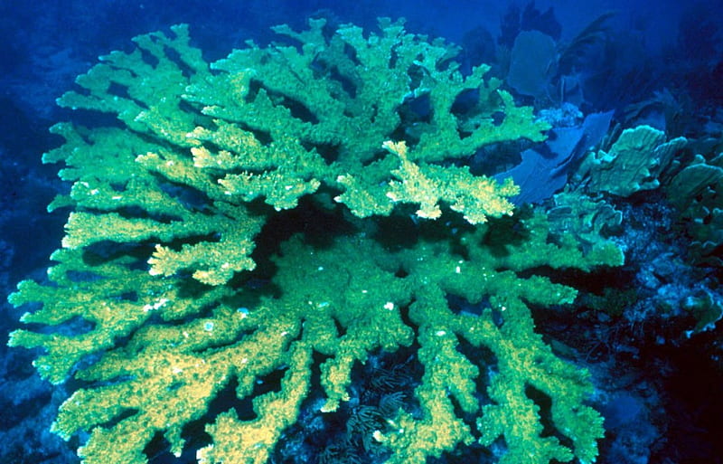 Coral, corals, special, habitats, fresh, ocean, salt water ecosystems, reefs, bonito, ecosystems, sea, enviroments, precious, nature, blue, HD wallpaper