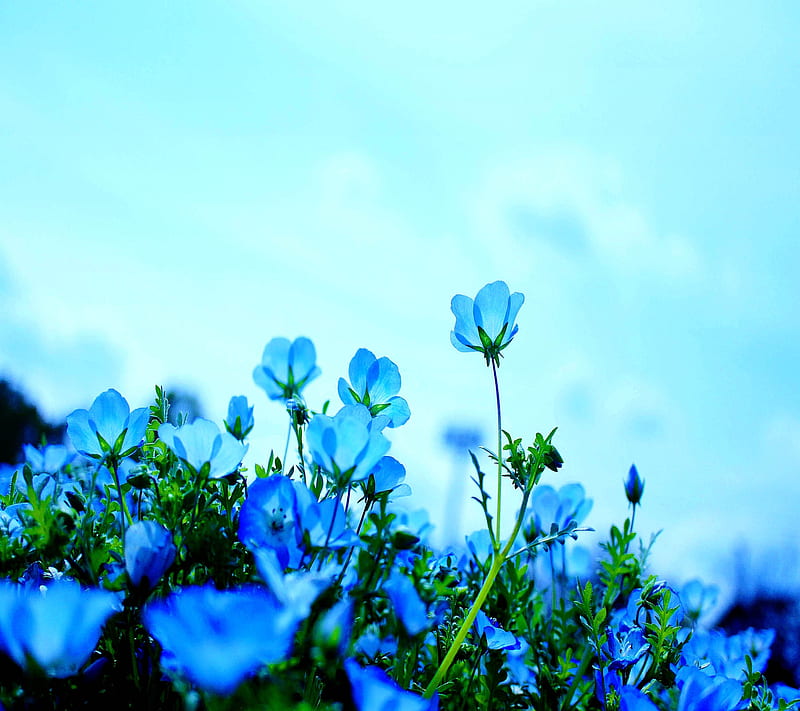 Flores azules, Fondo de pantalla HD | Peakpx