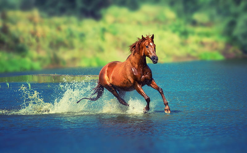 Running Horse In Water, horse, animals, HD wallpaper