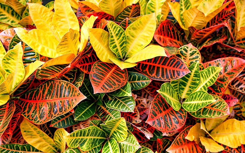 Croton Houseplant, Red, Leaves, Nature, Yellow, Houseplant, Green, HD wallpaper