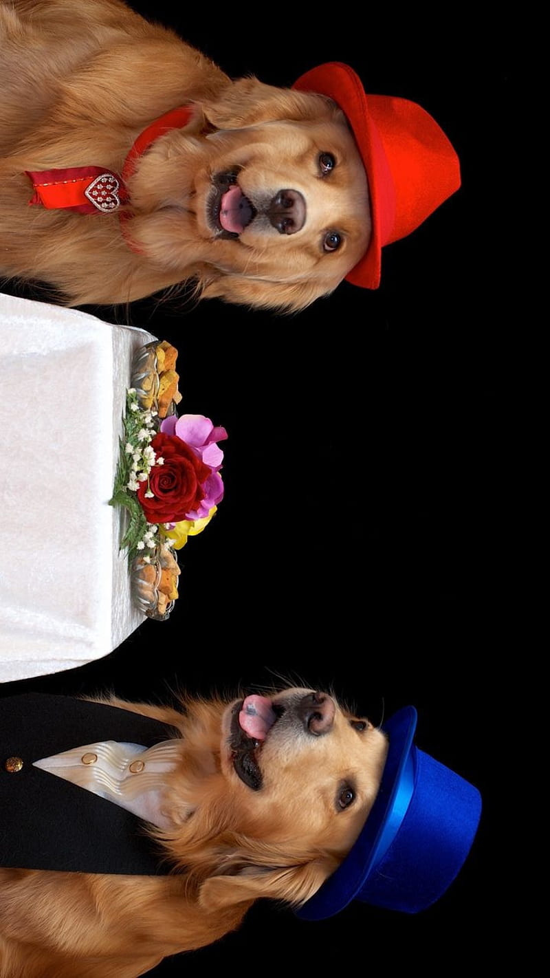 The Dogs Night Out, age, dog, fun, funny, ice, life, pets, pies, secret, HD phone wallpaper