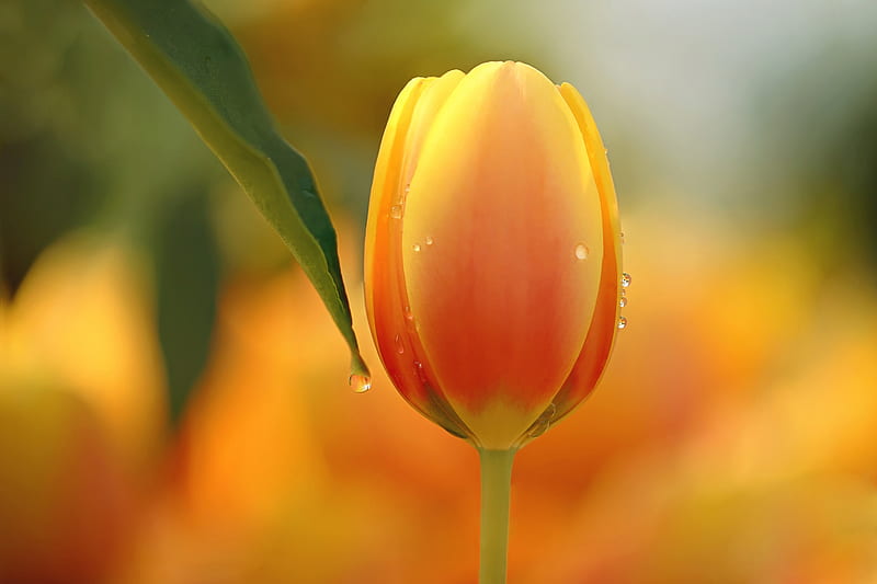 Tulip, flower, amazing, orange, HD wallpaper