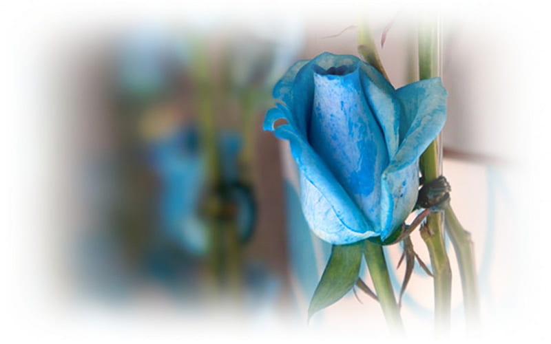 One Blue Rose, flower, roses, rose, blue, HD wallpaper