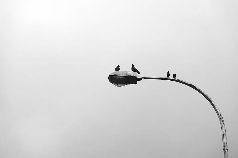 birds, lamppost, monochrome, clear sky, Animal, HD wallpaper