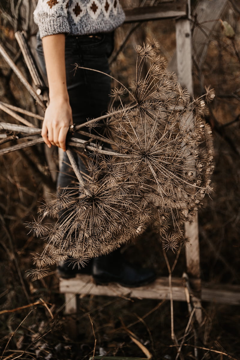 plants, dry, bouquet, hand, HD phone wallpaper