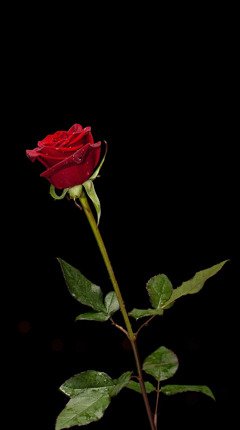 Red Rose - Flowers, red rose, love, romantic, HD phone wallpaper | Peakpx