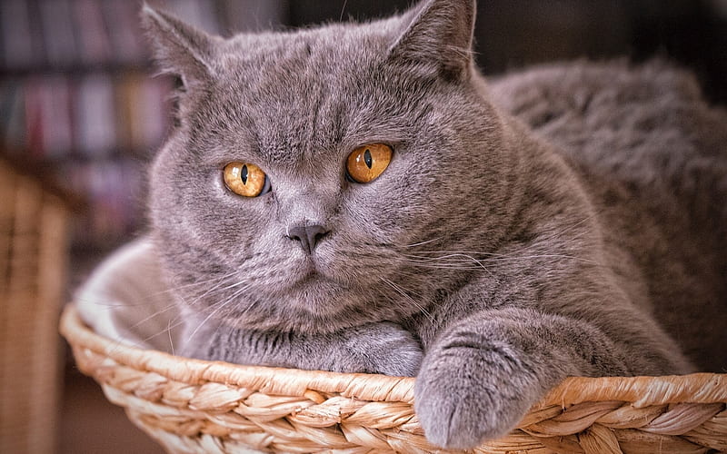 British Shorthair, close-up, domestic cat, cats, gray cat, cute animals, British Shorthair Cat, HD wallpaper