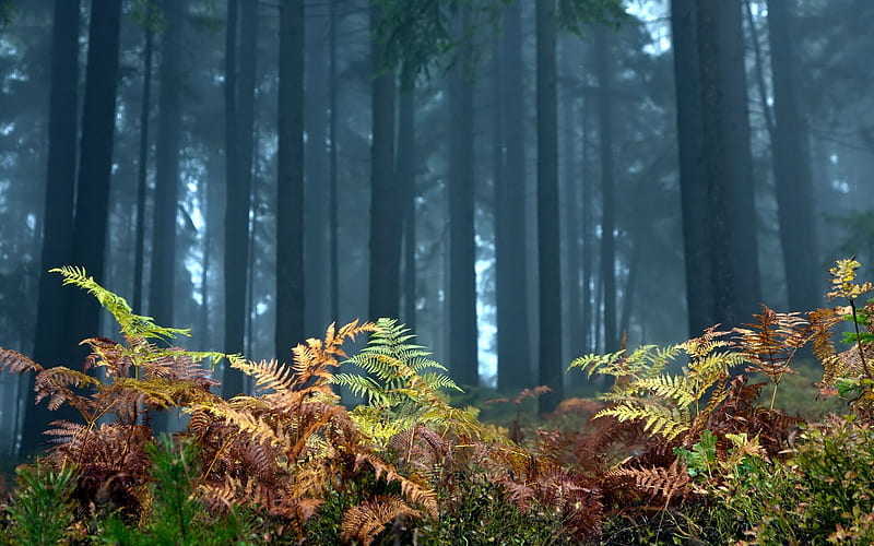 Plants On The Forest Floor, HD wallpaper