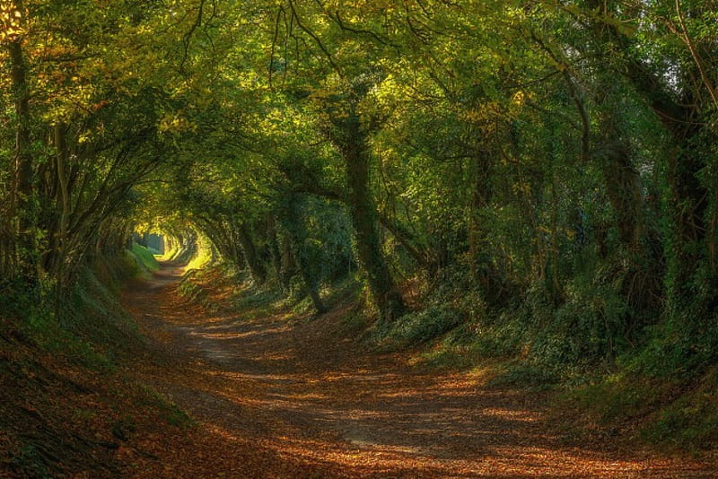 The Path Up To the Halnaker Windmill , Sussex, Tunnel, Trees, Green, Sussex, Path, Hobbit, HD wallpaper