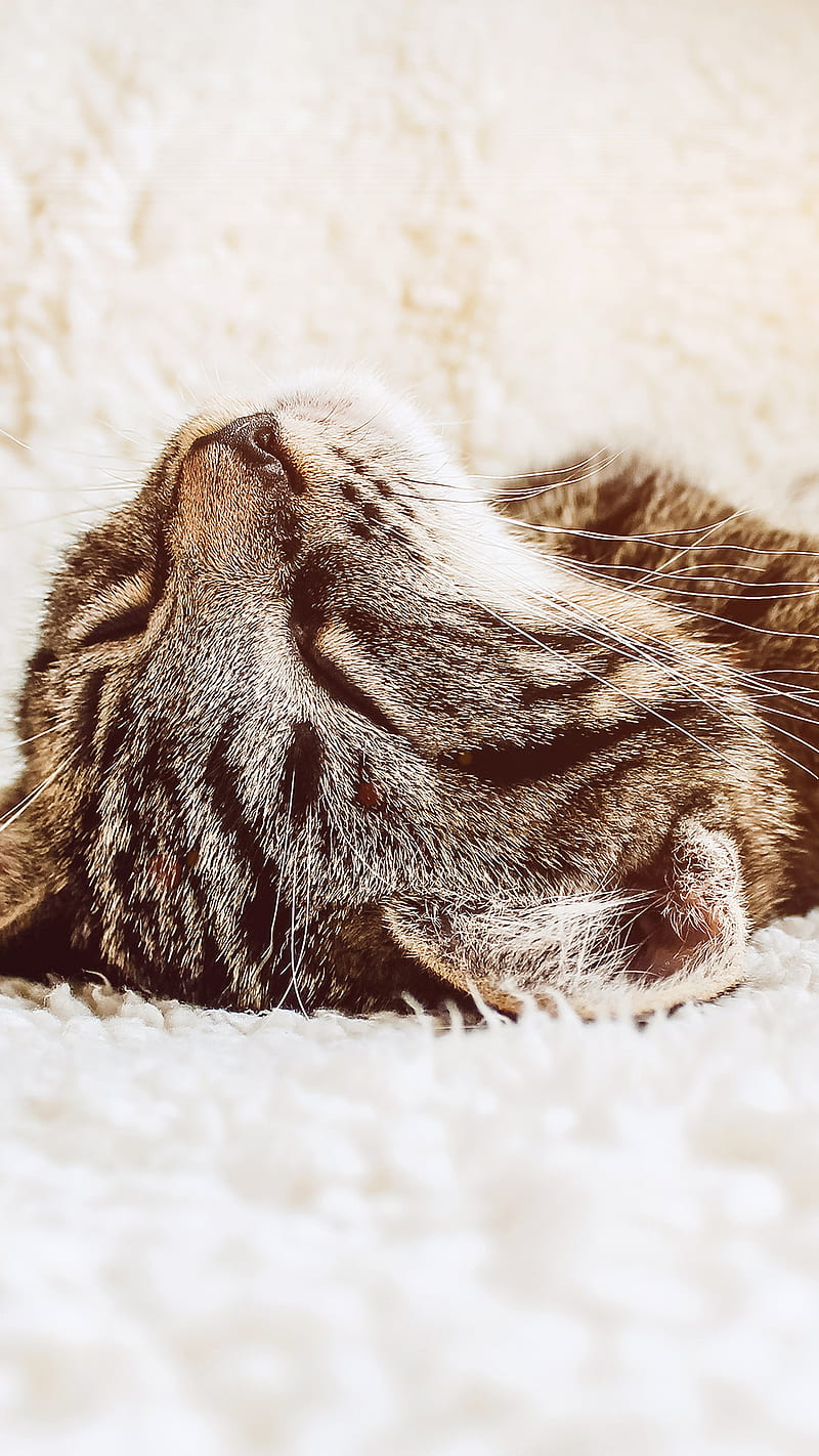 Sleeping Cat, kitty, nap, animal, HD phone wallpaper | Peakpx