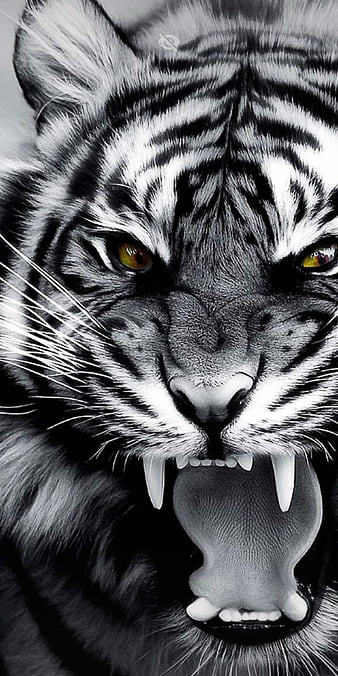 Black And White Tiger Portrait iPhone 8 Wallpapers Free Download