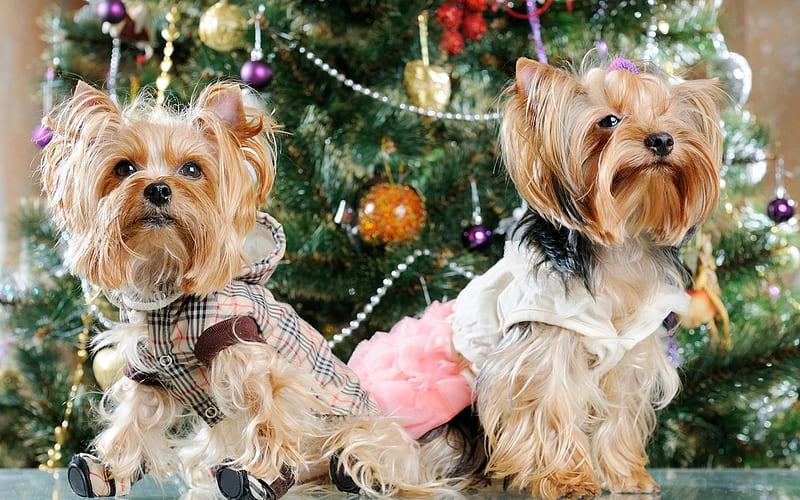 Yorkshire Terrier, curly dogs, New Year, Christmas tree, pets, HD wallpaper