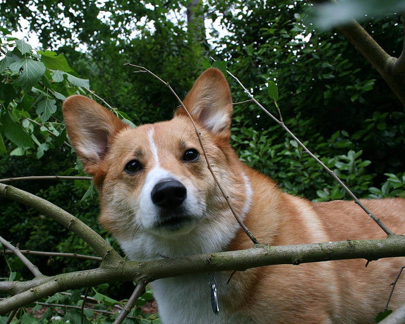 This Makes An Interesting Window, corgi, stick, pembroke welsh corgi, animals, dogs, HD wallpaper