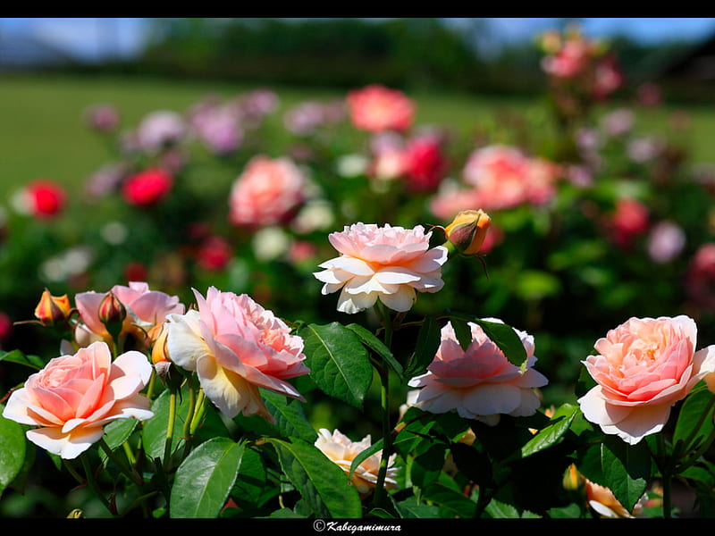 Pink Rose Bush, thorns, pale, blooms, buds, pink, HD wallpaper