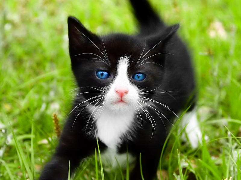 Kitten, animals, pets, HD wallpaper