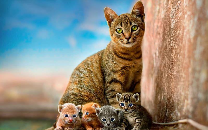 Toyger, mom and cubs, cute animals, cats, family, kittens, HD wallpaper
