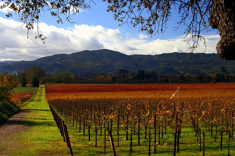 Autumn at Napa Valley Vineyard, Breathtaking, Fabulous, Rows of Grapes, Sky, Gray, Orange, Grape Vines, Trees, Mountains, Clouds, Green, Autumn, Blue, HD wallpaper