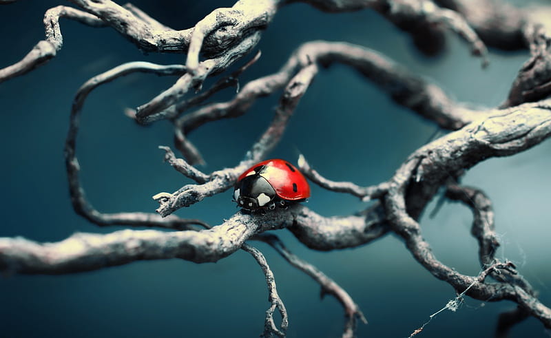 A Lady bug in an art world(for Gingerbread heart), red, artistic, world, , graphy, graph, art, pic, colors, black, wall, tree, colours, lady bug, branches, HD wallpaper