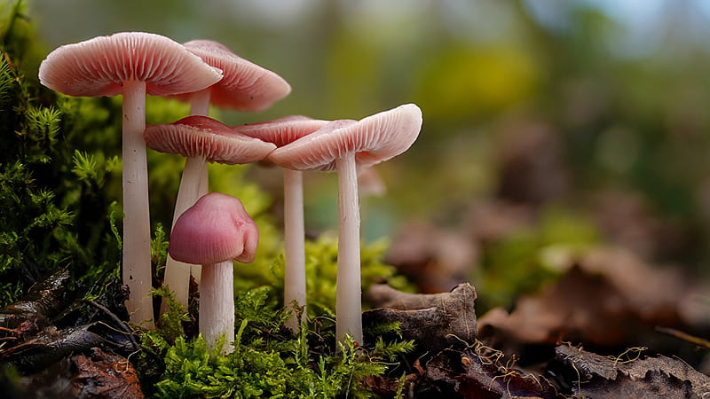 Closeup View Of Pink Mushrooms In Blur Background Nature, HD wallpaper
