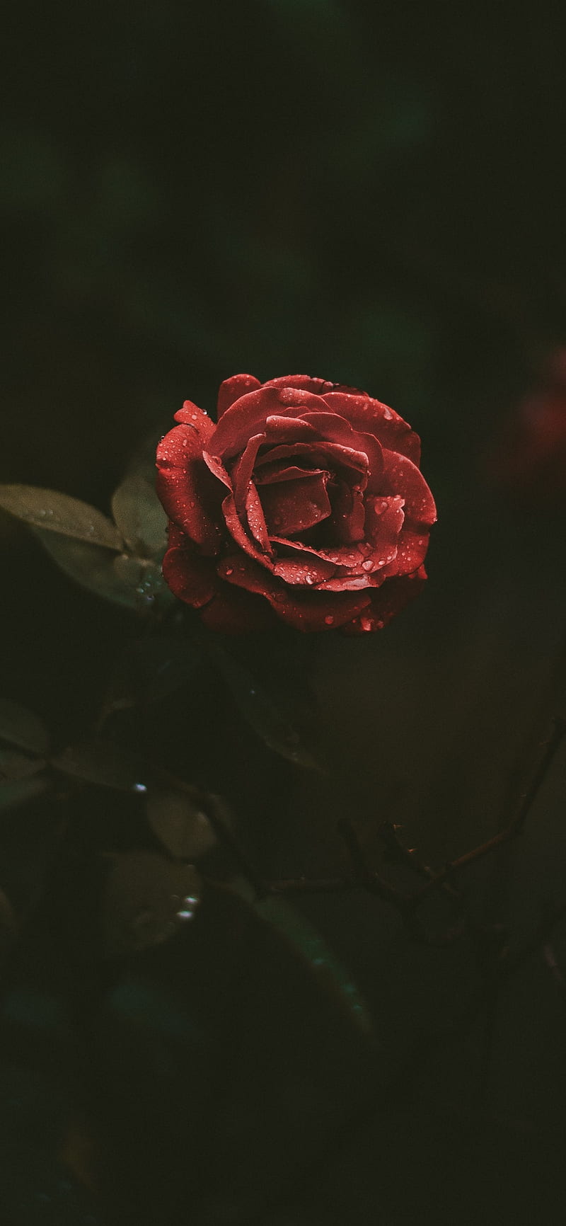 Red rose, petals, water droplets, darkness iPhone XS Max, X 8, 7, 6, 5, 4, 3GS, HD phone wallpaper