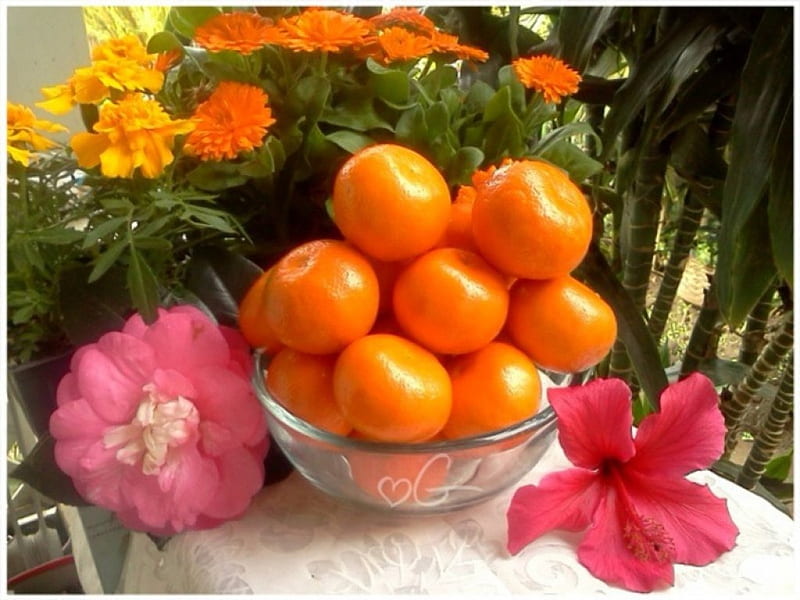 home grown, garden, flowers, color orange, hibiscus, HD wallpaper