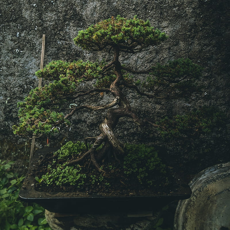 Bonsai Tree, life, nature, HD phone wallpaper | Peakpx