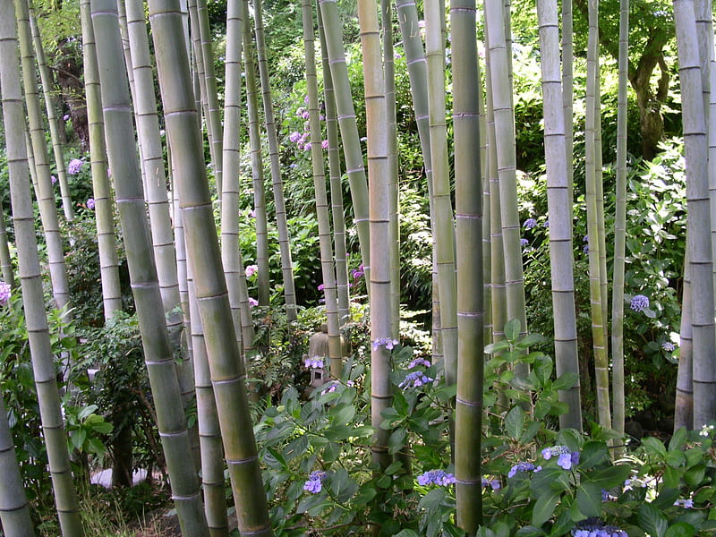 Bamboo Beauty, japan, green, flowers, trees, tall, undergrowth, slim, HD wallpaper