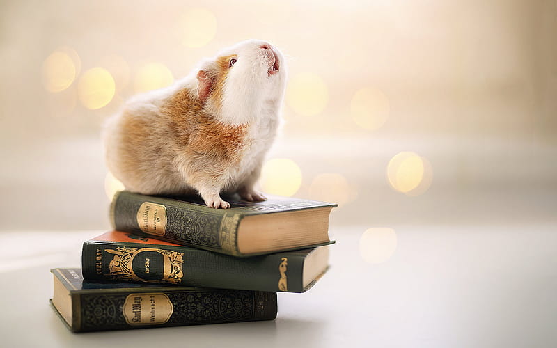 guinea pig on books, education concepts, cute animals, guinea pig, stack of books, education, HD wallpaper