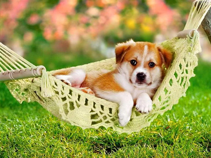 Enjoying the summer day, grass, bonito, adorable, hammock, animal, sweet, nice, green, lazy, flowers, dog, puppy, rest, enjoy, lovely, lacy, relax, yard, cute, summer, day, garden, nature, HD wallpaper