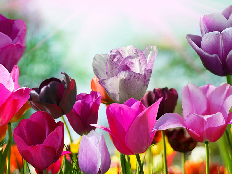 Tulipanes de colores, rojo, día soleado, amarillo, hermoso, primavera,  hermoso día, Fondo de pantalla HD | Peakpx