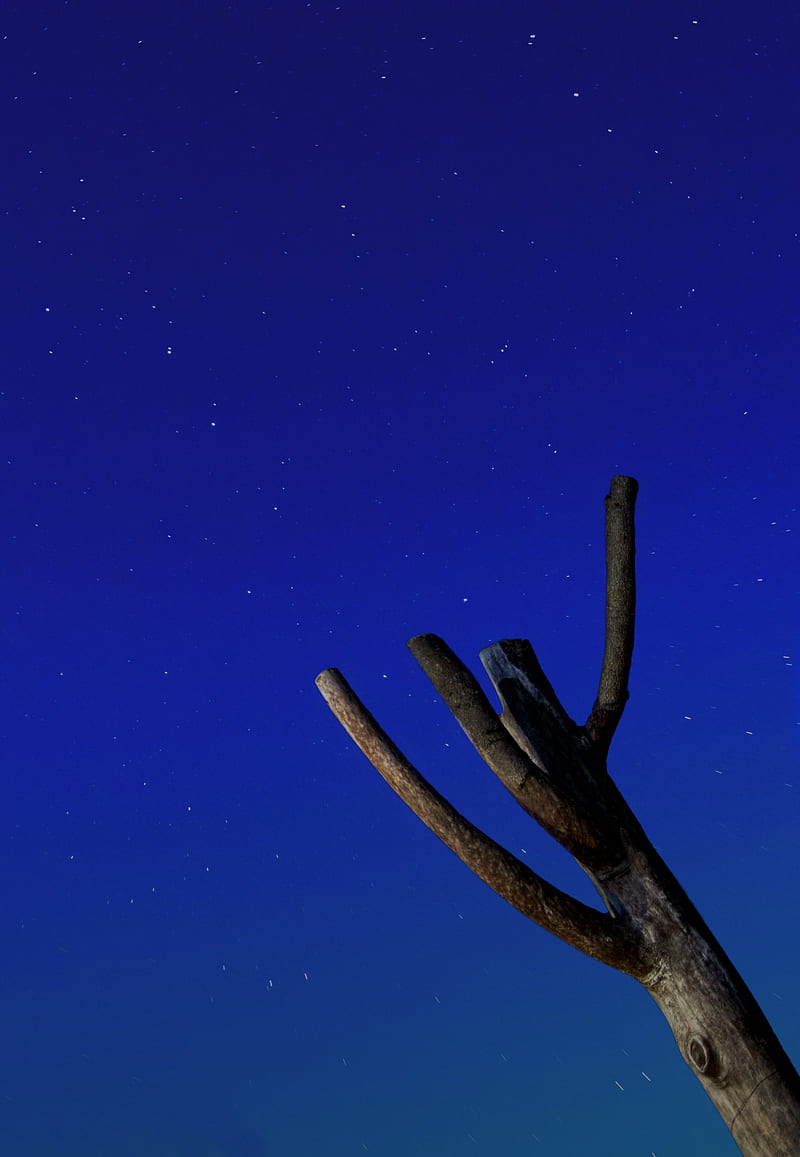 tree, driftwood, starry sky, stars, night, HD phone wallpaper