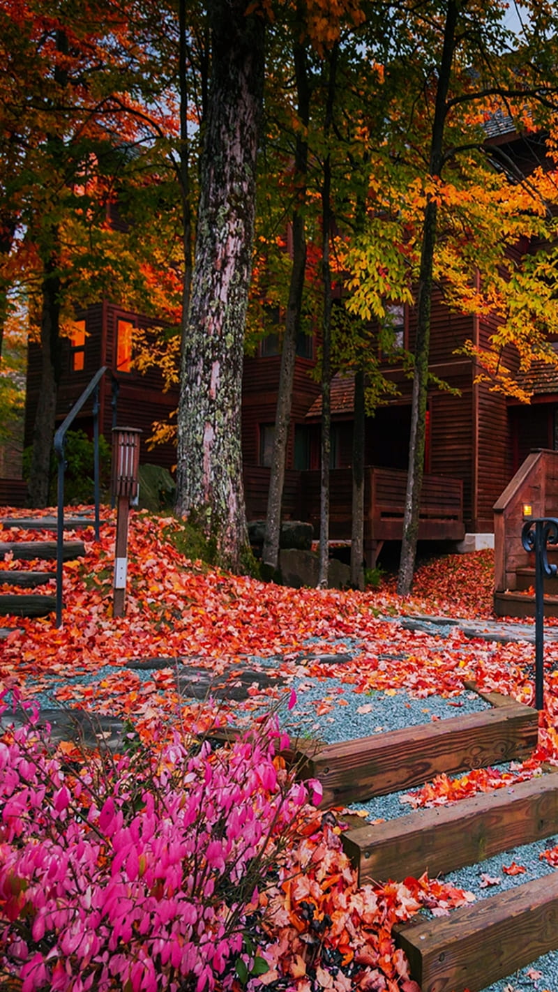 https://w0.peakpx.com/wallpaper/855/954/HD-wallpaper-beautiful-nature-autumn-forest-landscape-natural-nature-new-nice.jpg