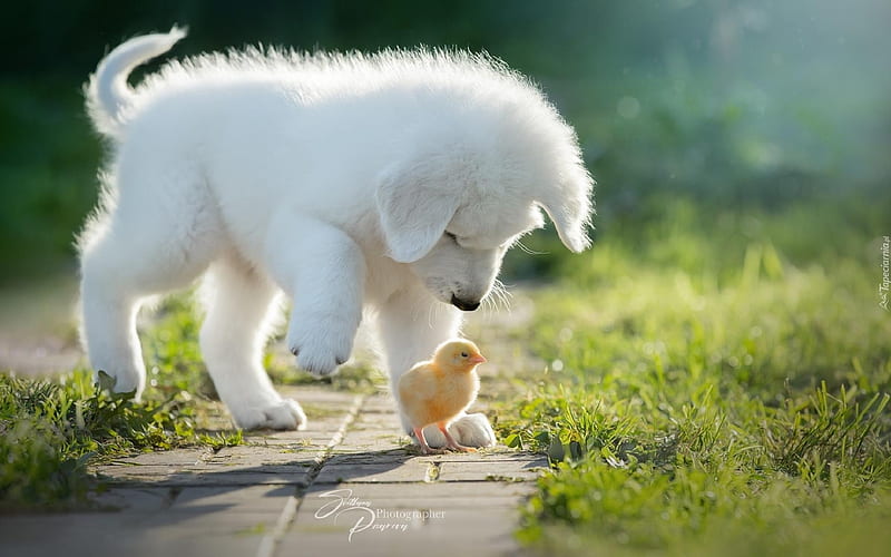 Puppy and Chicken, bird, chicken, dog, puppy, HD wallpaper | Peakpx