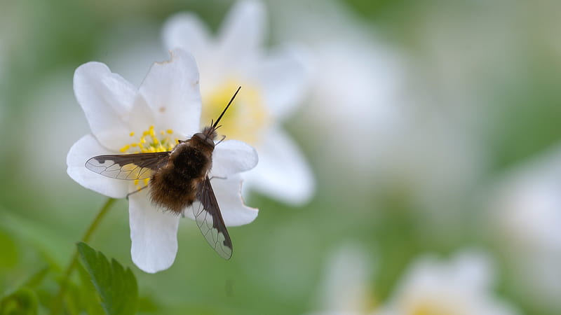 white flower, bee, pollination, blurry, Nature, HD wallpaper
