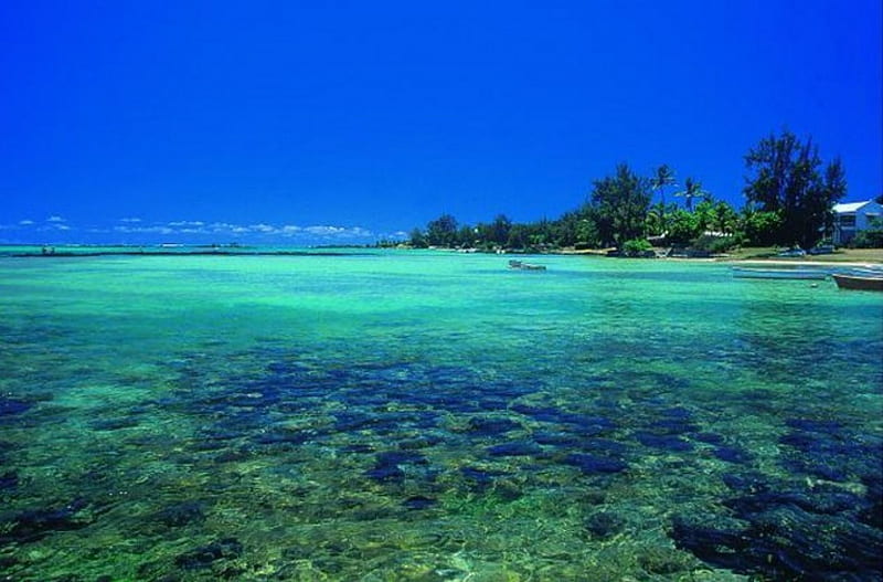 Mauritius beach, coral, tree, sea, blue, HD wallpaper
