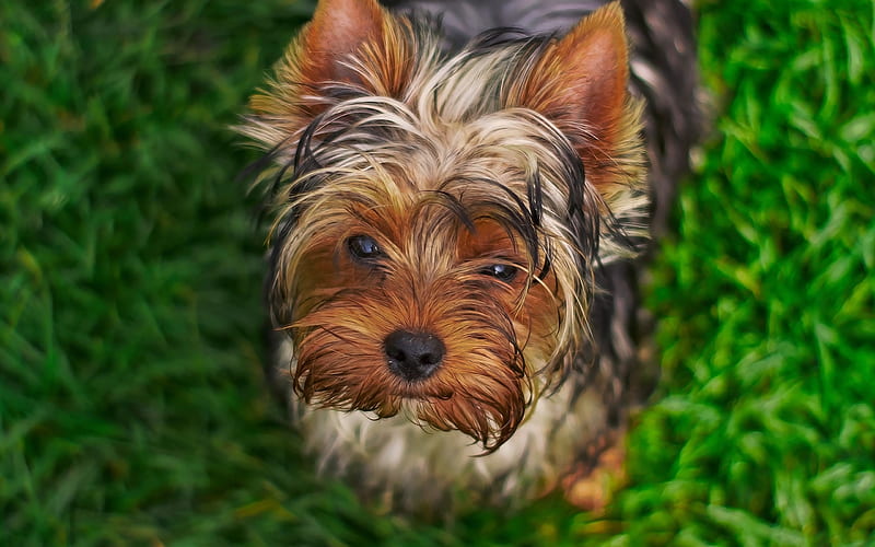 Yorkshire Terrier, close-up, Yorkie, bokeh, dogs, cute animals, fluffy dog, pets, Yorkshire Terrier Dog, HD wallpaper