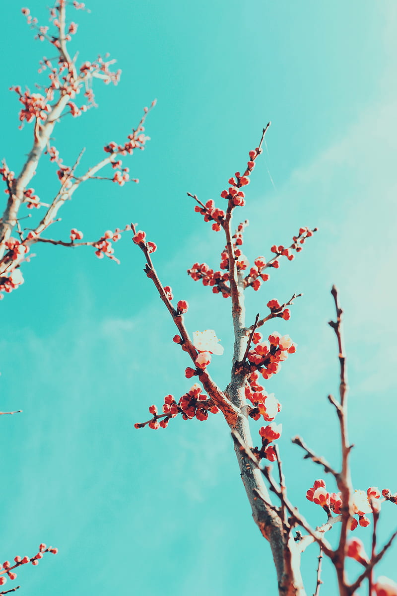 sakura, branches, flowers, bloom, sky, HD phone wallpaper