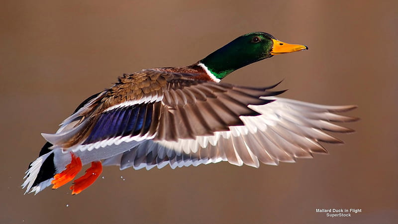Flying Mallard, mallard, ducks, animals, HD wallpaper