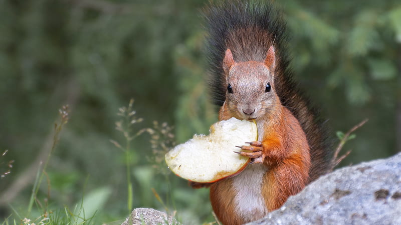Rodent Red Squirrel In Blur Background Squirrel, HD wallpaper