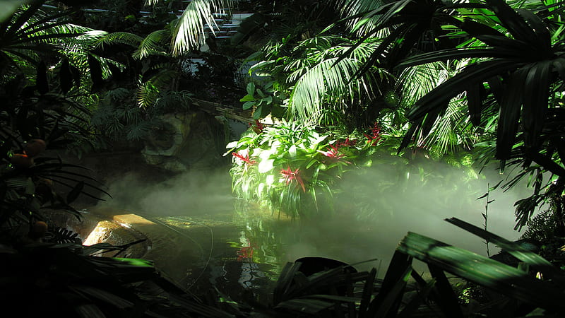 Fog Covered Trees Plants In Jungle Jungle, HD wallpaper