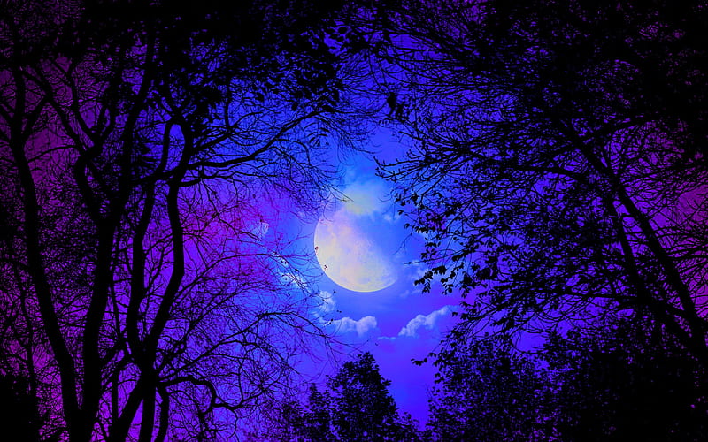 Quiet Night, Forest, Trres, Moon, Quiet, Clouds, Blue, Night, Hd 