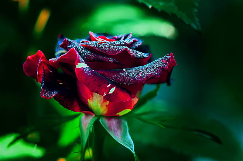 Burgundy Rose, Rose, Burgundy, Petals, Flower, HD wallpaper