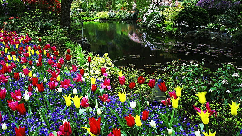 Springtime Park, hyacinths, water, blossoms, river, tulips, trees, HD wallpaper