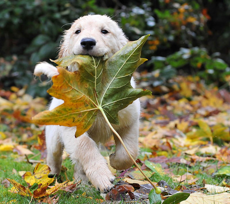 too cute, cute, playing, puppy, HD wallpaper