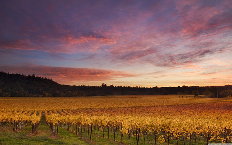 Russian River Valley California, russian, river, california, valley, HD wallpaper